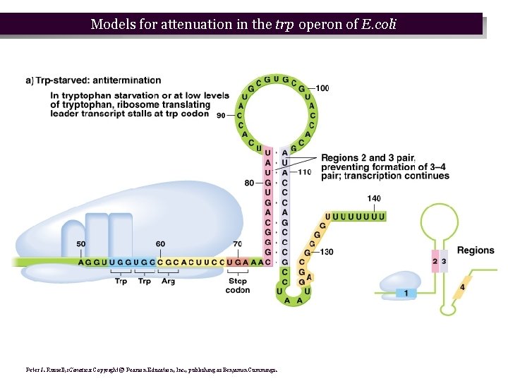 Models for attenuation in the trp operon of E. coli Peter J. Russell, i. Models for attenuation in the trp operon of E. coli Peter J. Russell, i.