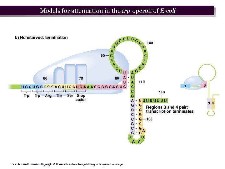 Models for attenuation in the trp operon of E. coli Peter J. Russell, i. Models for attenuation in the trp operon of E. coli Peter J. Russell, i.
