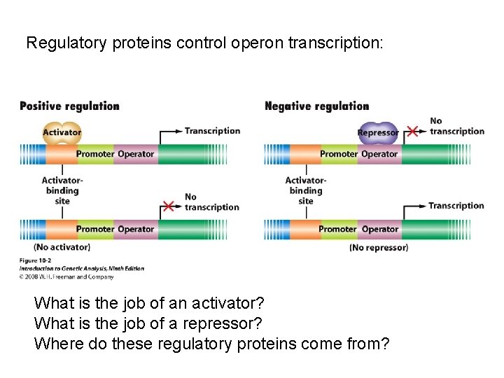 Regulatory proteins control operon transcription: What is the job of an activator? What is Regulatory proteins control operon transcription: What is the job of an activator? What is