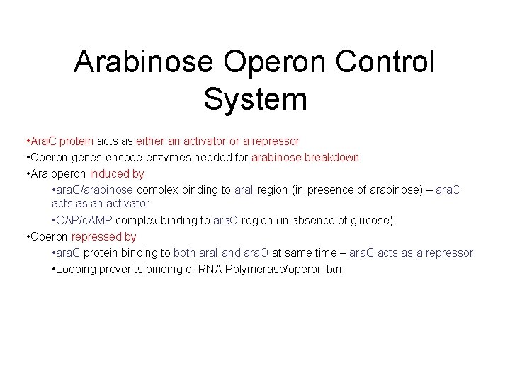 Arabinose Operon Control System • Ara. C protein acts as either an activator or Arabinose Operon Control System • Ara. C protein acts as either an activator or