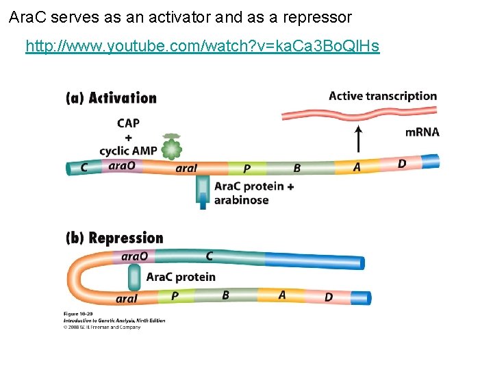Ara. C serves as an activator and as a repressor http: //www. youtube. com/watch? Ara. C serves as an activator and as a repressor http: //www. youtube. com/watch?