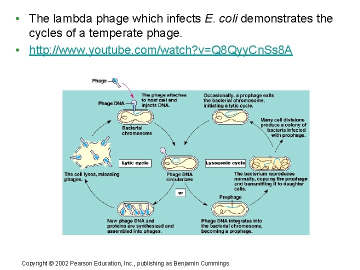 • The lambda phage which infects E. coli demonstrates the cycles of a • The lambda phage which infects E. coli demonstrates the cycles of a