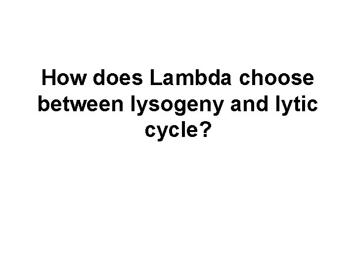 How does Lambda choose between lysogeny and lytic cycle? How does Lambda choose between lysogeny and lytic cycle?