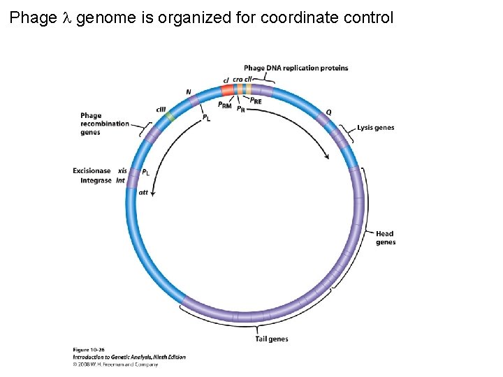 Phage genome is organized for coordinate control Phage genome is organized for coordinate control