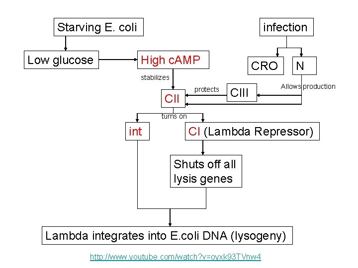 Starving E. coli Low glucose infection High c. AMP CRO N stabilizes CII protects Starving E. coli Low glucose infection High c. AMP CRO N stabilizes CII protects