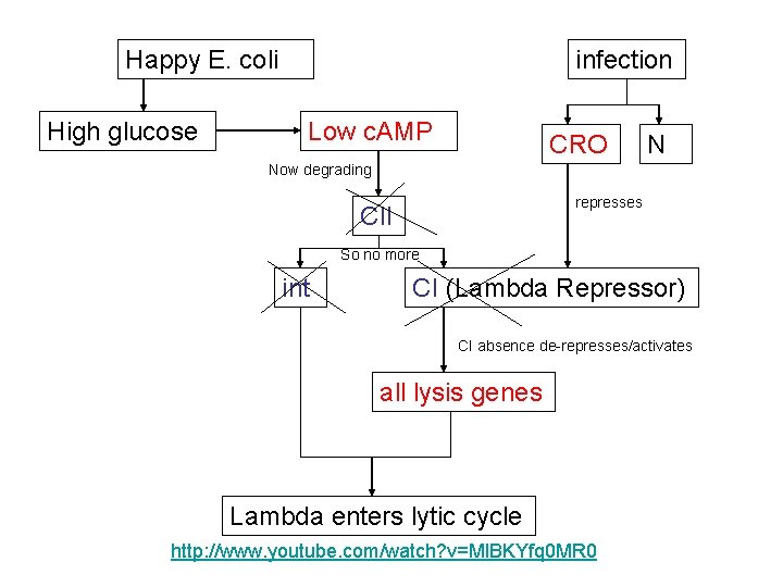 Happy E. coli High glucose infection Low c. AMP CRO N Now degrading represses Happy E. coli High glucose infection Low c. AMP CRO N Now degrading represses