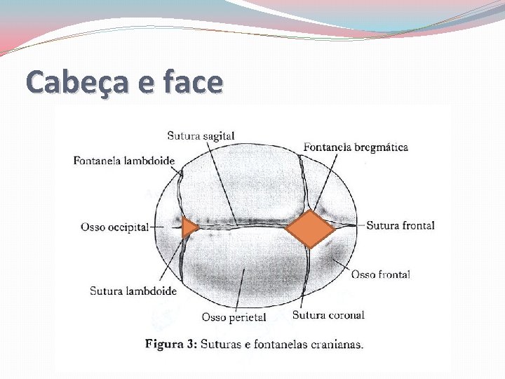 Cabeça e face 