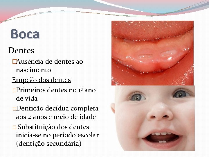 Boca Dentes �Ausência de dentes ao nascimento Erupção dos dentes �Primeiros dentes no 1º