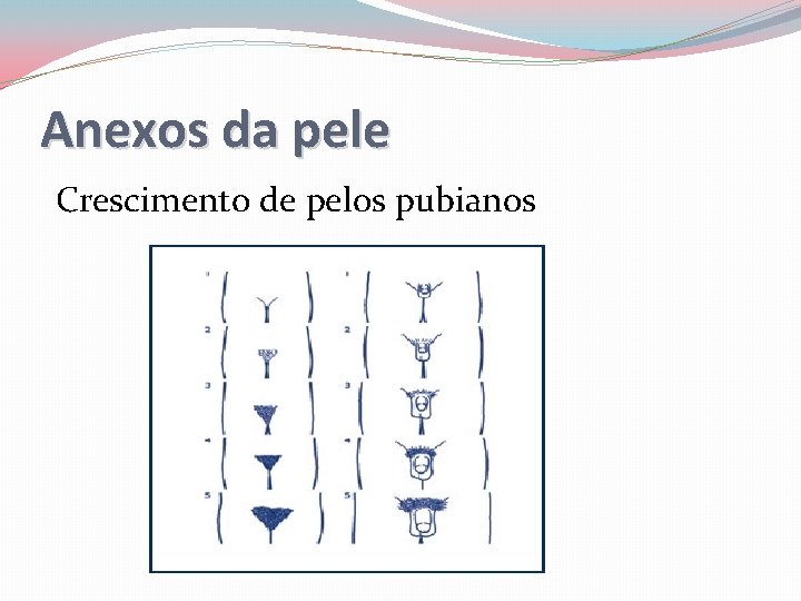 Anexos da pele Crescimento de pelos pubianos 