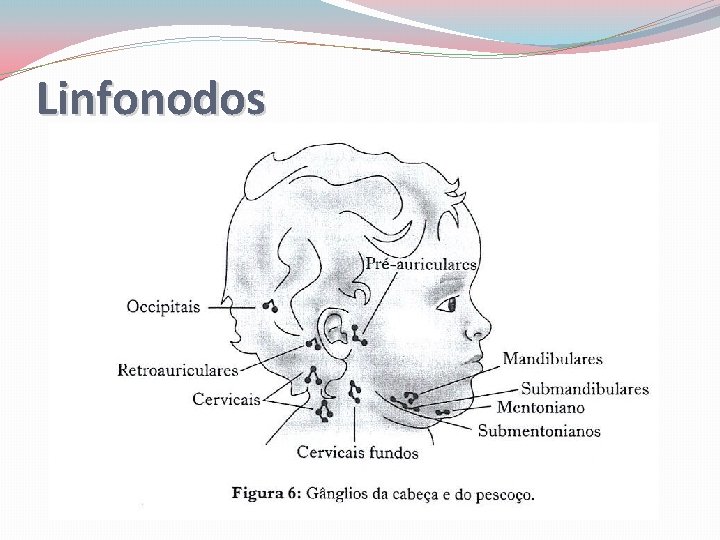 Linfonodos 