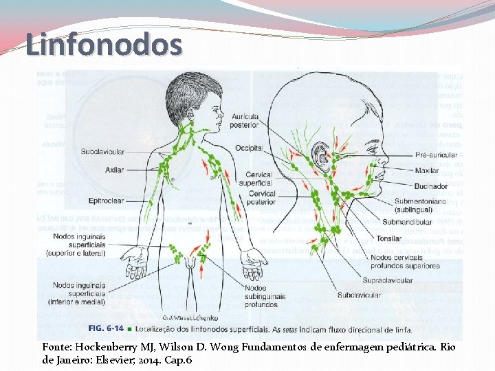 Linfonodos Fonte: Hockenberry MJ, Wilson D. Wong Fundamentos de enfermagem pediátrica. Rio de Janeiro: