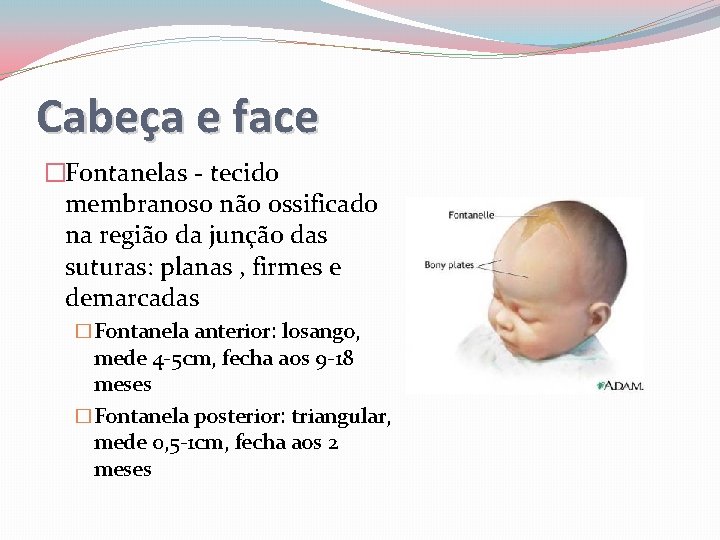 Cabeça e face �Fontanelas - tecido membranoso não ossificado na região da junção das