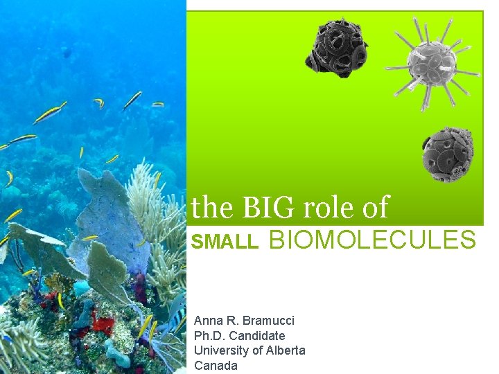 the BIG role of SMALL BIOMOLECULES Anna R. Bramucci Ph. D. Candidate University of