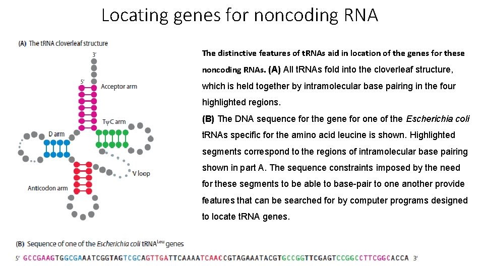 Locating genes for noncoding RNA The distinctive features of t. RNAs aid in location