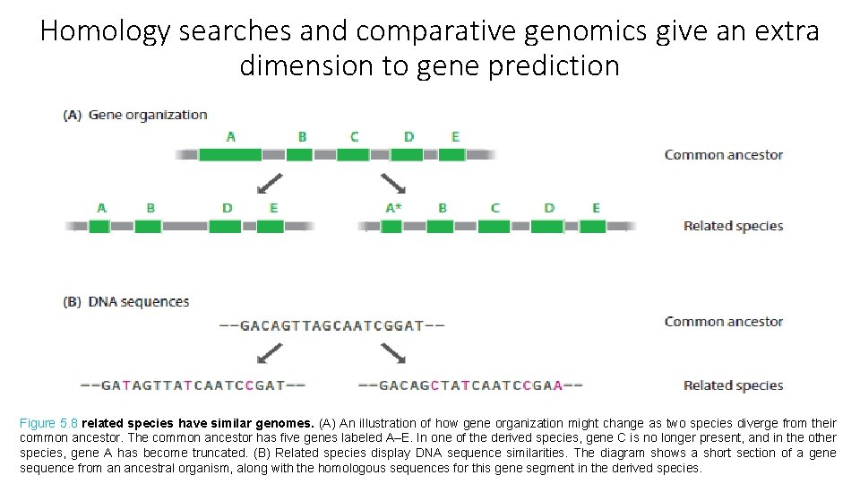 Homology searches and comparative genomics give an extra dimension to gene prediction Figure 5.