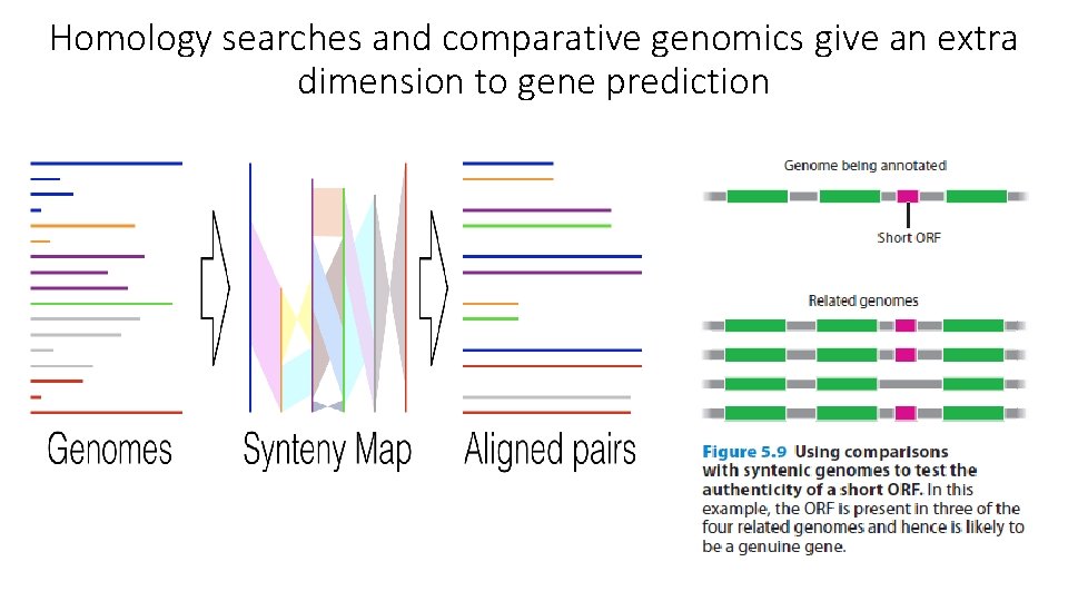 Homology searches and comparative genomics give an extra dimension to gene prediction 