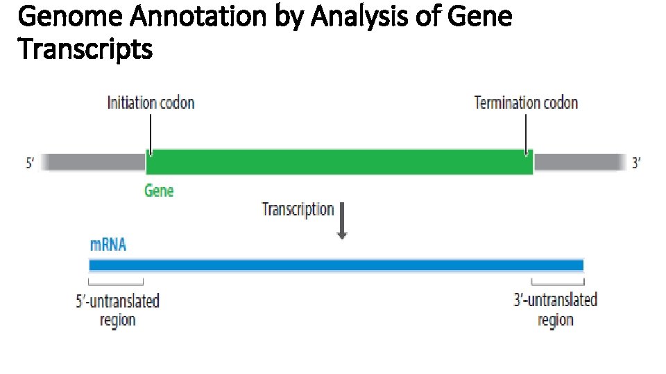 Genome Annotation by Analysis of Gene Transcripts 