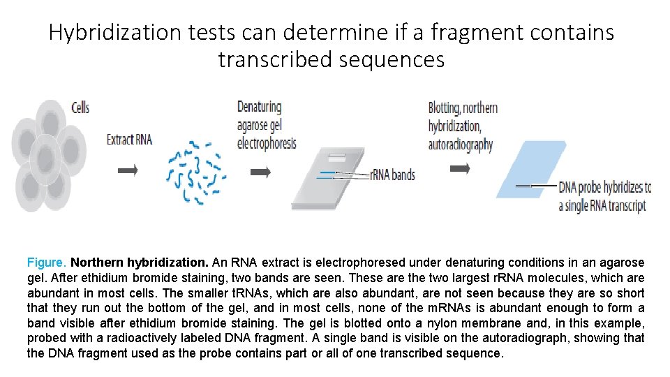 Hybridization tests can determine if a fragment contains transcribed sequences Figure. Northern hybridization. An