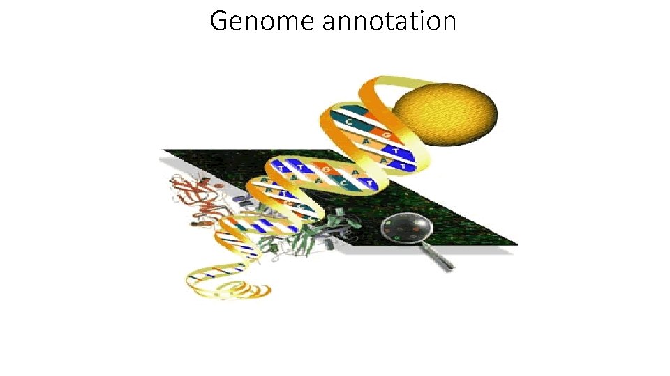 Genome annotation 