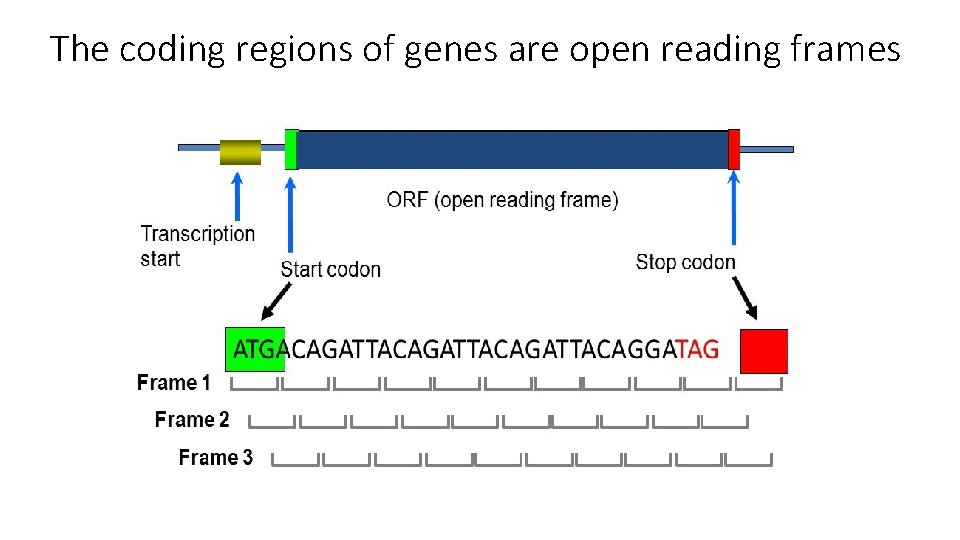 The coding regions of genes are open reading frames 