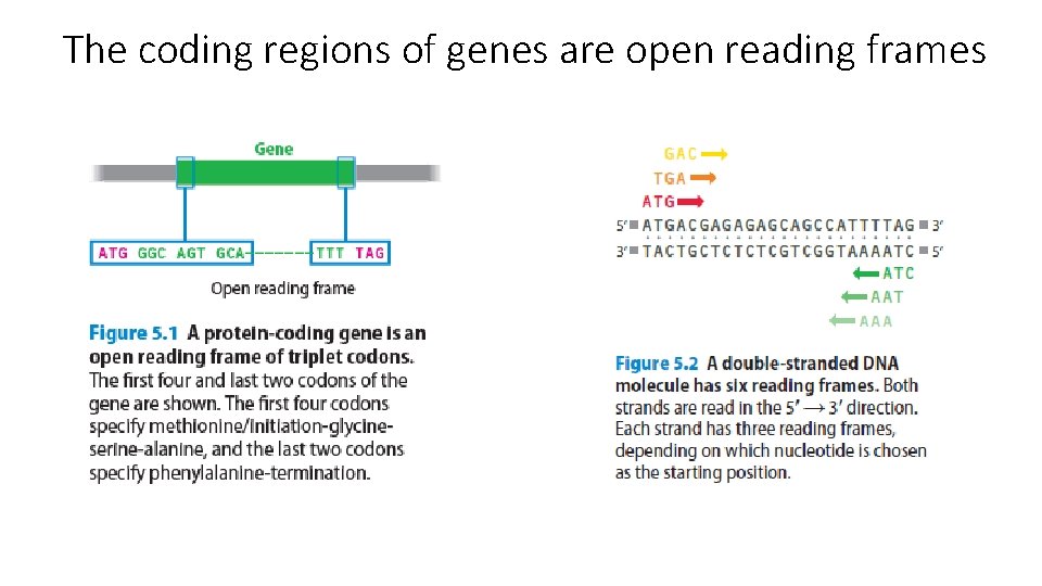 The coding regions of genes are open reading frames 