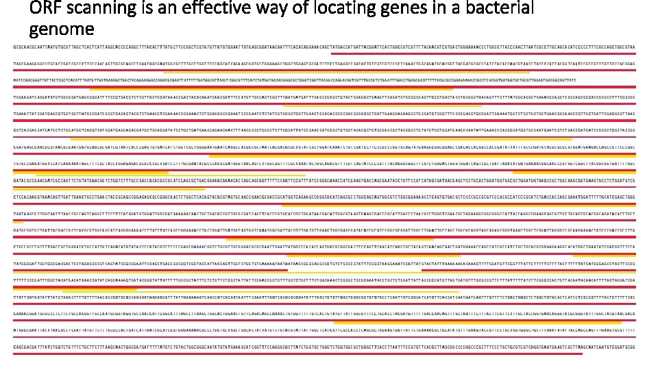 ORF scanning is an effective way of locating genes in a bacterial genome 