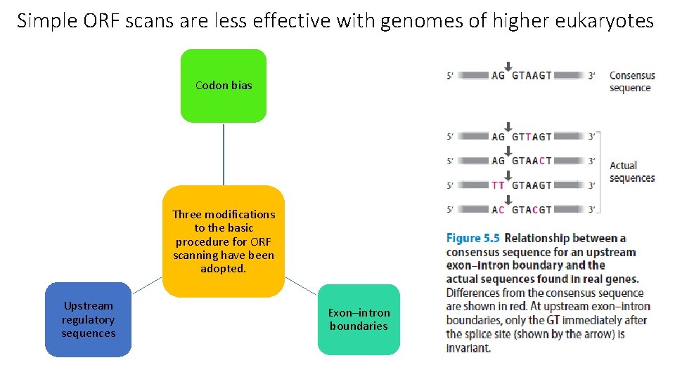 Simple ORF scans are less effective with genomes of higher eukaryotes Codon bias Three