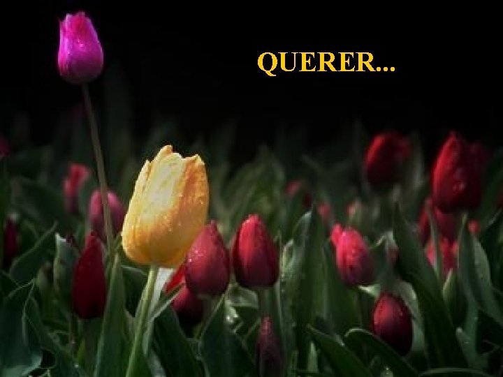 QUERER. . . 