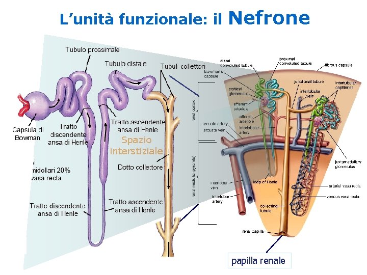 L’unità funzionale: il Nefrone Spazio interstiziale papilla renale L’unità funzionale: il Nefrone Spazio interstiziale papilla renale