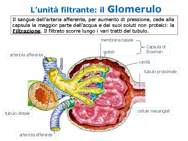 L’unità filtrante: il Glomerulo Il sangue dell’arteria afferente, per aumento di pressione, cede alla L’unità filtrante: il Glomerulo Il sangue dell’arteria afferente, per aumento di pressione, cede alla