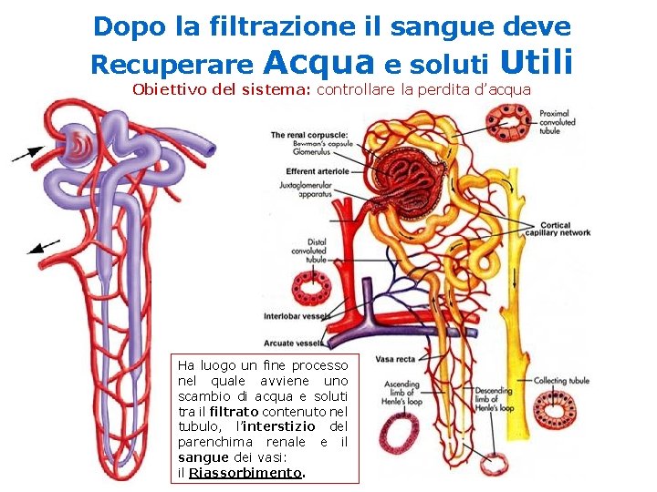 Dopo la filtrazione il sangue deve Recuperare Acqua e soluti Utili Obiettivo del sistema: Dopo la filtrazione il sangue deve Recuperare Acqua e soluti Utili Obiettivo del sistema: