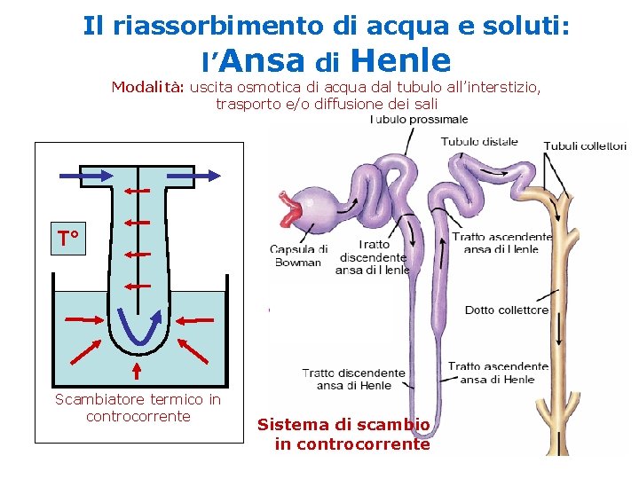 Il riassorbimento di acqua e soluti: l’Ansa di Henle Modalità: uscita osmotica di acqua Il riassorbimento di acqua e soluti: l’Ansa di Henle Modalità: uscita osmotica di acqua