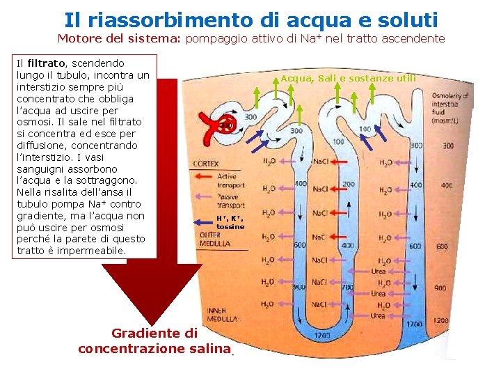 Il riassorbimento di acqua e soluti Motore del sistema: pompaggio attivo di Na+ nel Il riassorbimento di acqua e soluti Motore del sistema: pompaggio attivo di Na+ nel