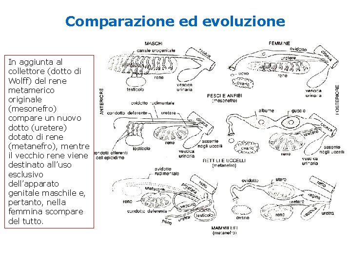 Comparazione ed evoluzione In aggiunta al collettore (dotto di Wolff) del rene metamerico originale Comparazione ed evoluzione In aggiunta al collettore (dotto di Wolff) del rene metamerico originale