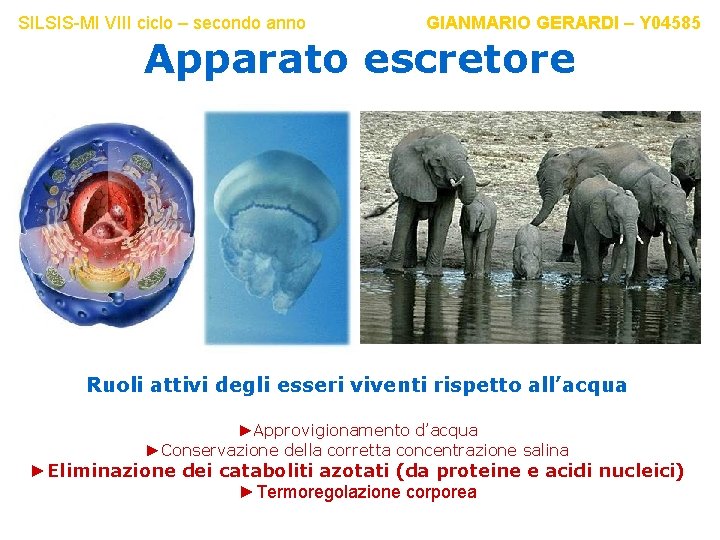 SILSIS-MI VIII ciclo – secondo anno GIANMARIO GERARDI – Y 04585 Apparato escretore Ruoli SILSIS-MI VIII ciclo – secondo anno GIANMARIO GERARDI – Y 04585 Apparato escretore Ruoli