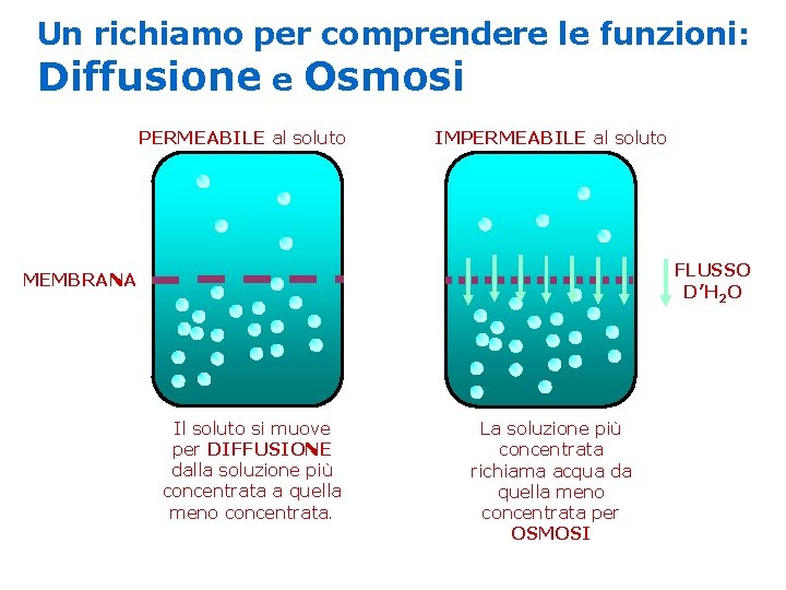 Un richiamo per comprendere le funzioni: Diffusione e Osmosi PERMEABILE al soluto IMPERMEABILE al Un richiamo per comprendere le funzioni: Diffusione e Osmosi PERMEABILE al soluto IMPERMEABILE al