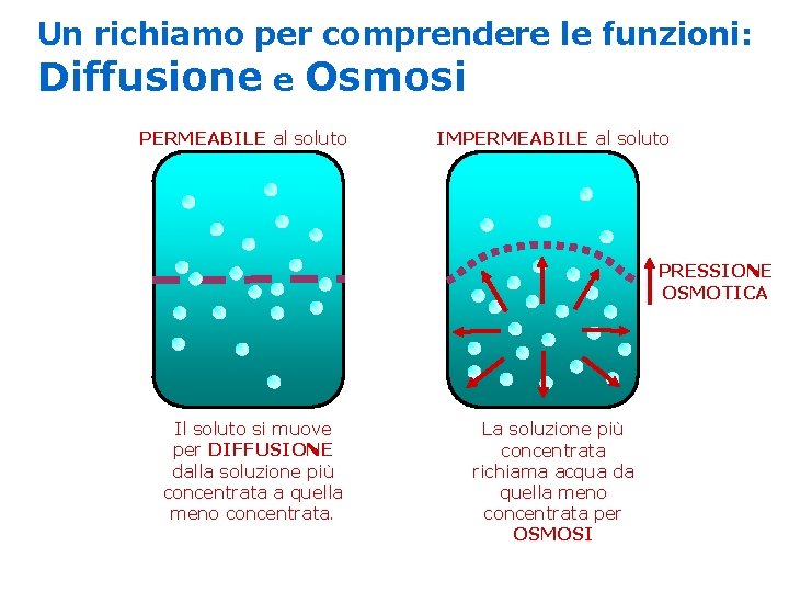 Un richiamo per comprendere le funzioni: Diffusione e Osmosi PERMEABILE al soluto IMPERMEABILE al Un richiamo per comprendere le funzioni: Diffusione e Osmosi PERMEABILE al soluto IMPERMEABILE al
