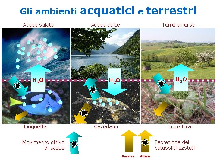 Gli ambienti Acqua salata H 2 O Linguetta acquatici e terrestri Acqua dolce Terre Gli ambienti Acqua salata H 2 O Linguetta acquatici e terrestri Acqua dolce Terre