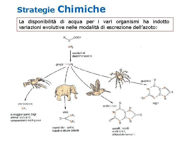Strategie Chimiche La disponibilità di acqua per i vari organismi ha indotto variazioni evolutive Strategie Chimiche La disponibilità di acqua per i vari organismi ha indotto variazioni evolutive
