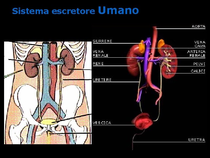 Sistema escretore Umano Sistema escretore Umano