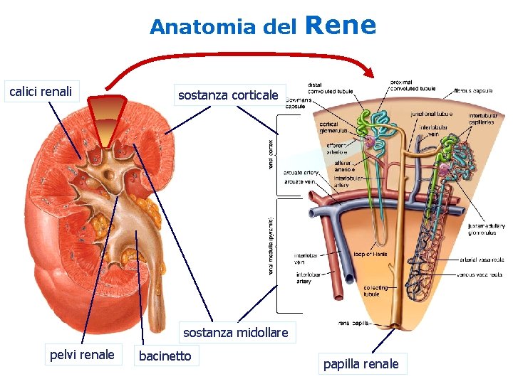 Anatomia del calici renali Rene sostanza corticale sostanza midollare pelvi renale bacinetto papilla renale Anatomia del calici renali Rene sostanza corticale sostanza midollare pelvi renale bacinetto papilla renale