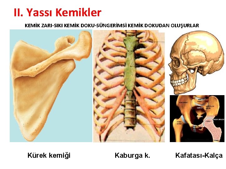 II. Yassı Kemikler KEMİK ZARI-SIKI KEMİK DOKU-SÜNGERİMSİ KEMİK DOKUDAN OLUŞURLAR Kürek kemiği Kaburga k.