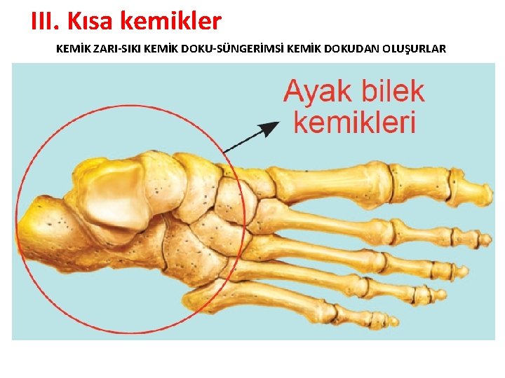 III. Kısa kemikler KEMİK ZARI-SIKI KEMİK DOKU-SÜNGERİMSİ KEMİK DOKUDAN OLUŞURLAR 