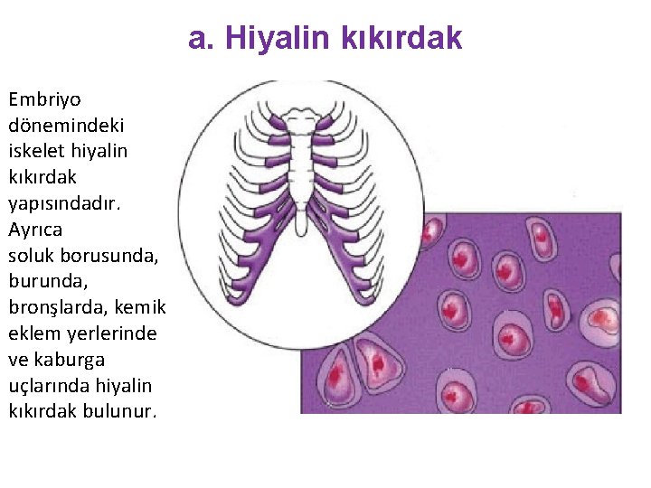 a. Hiyalin kıkırdak Embriyo dönemindeki iskelet hiyalin kıkırdak yapısındadır. Ayrıca soluk borusunda, burunda, bronşlarda,