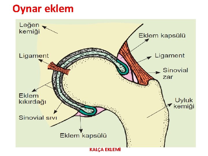 Oynar eklem KALÇA EKLEMİ 