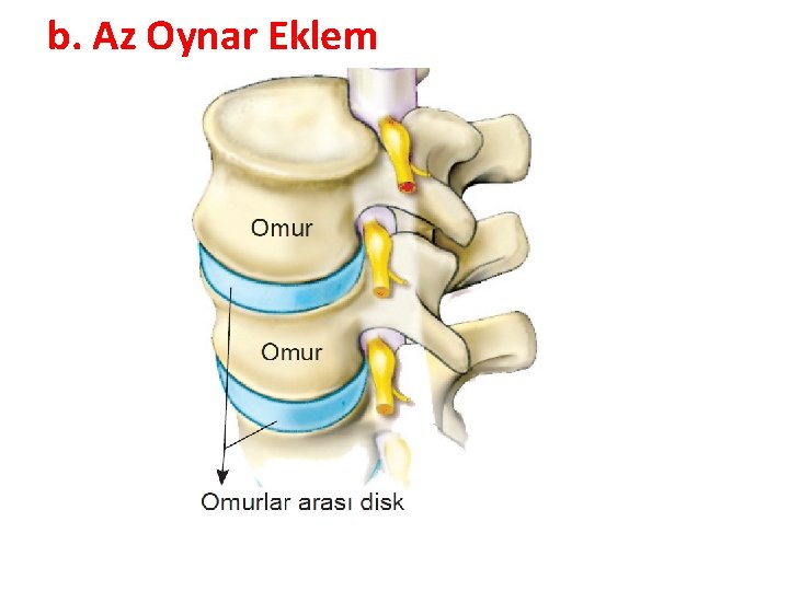 b. Az Oynar Eklem 