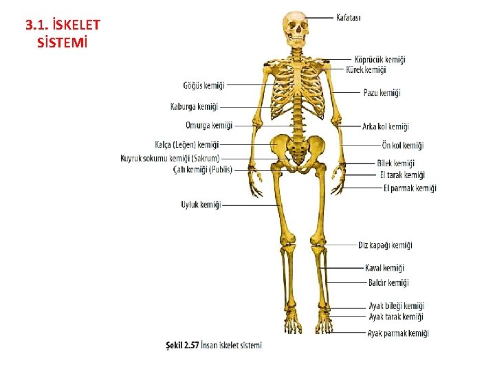 3. 1. İSKELET SİSTEMİ 