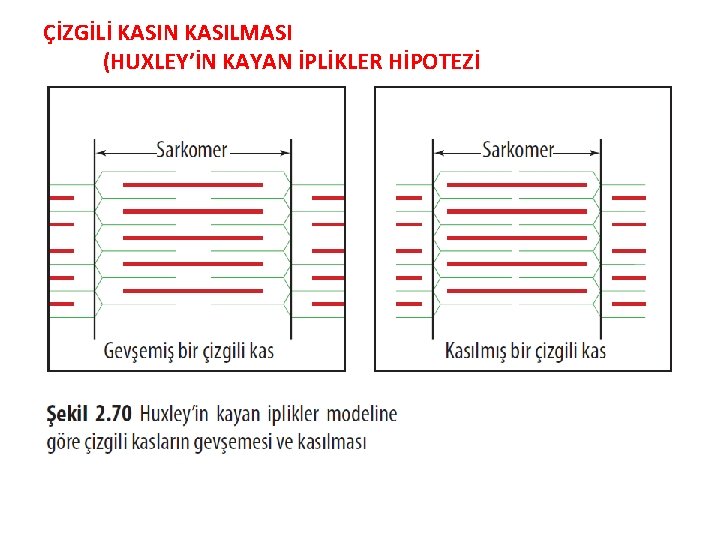 ÇİZGİLİ KASIN KASILMASI (HUXLEY’İN KAYAN İPLİKLER HİPOTEZİ 