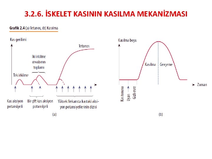 3. 2. 6. İSKELET KASININ KASILMA MEKANİZMASI 