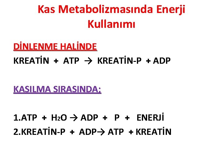 Kas Metabolizmasında Enerji Kullanımı DİNLENME HALİNDE KREATİN + ATP → KREATİN-P + ADP KASILMA